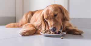 How to Select the Best Dog Food - Guide to Dog Food