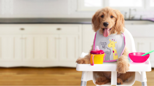 How to Choose the Healthiest Budget Dog Food