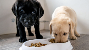 The Best Cheap Dog Food for Puppies