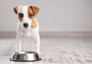 How to choose good wet food for puppies