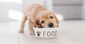 The Best Wet Puppy Food