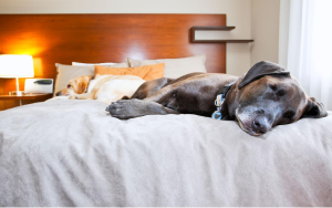 Best Dog Bed for Large Dog