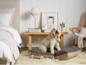 Selecting the Best Dog Beds and Furniture