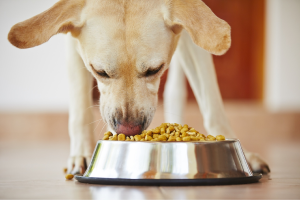 Review the Best Dog Foods in 2020