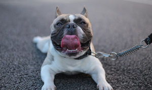 The Best Rope Dog Leash