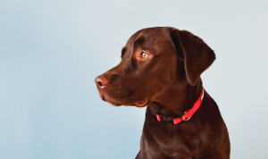 The Best Dog Collars Buying Guide