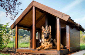 So, what is the best cheap wood dog house?