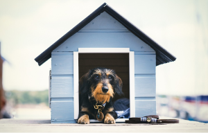 The best wooden dog house