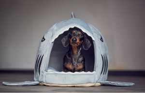 Get Your Pup Comfy: Best Dog Crate, Dog Houses, and More