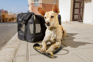 Nothing but the Best Dog Crate for Your Pup