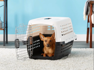 The Best Plastic Dog crates