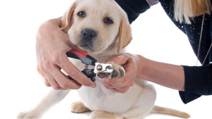 The perfect pet nail trimmer