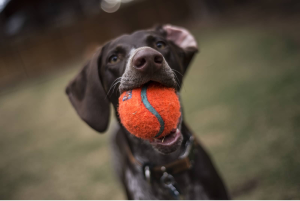 The best dog toys for chewers