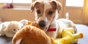 Best Dog Toys for Your Fur Baby