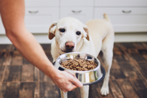 Best Dog Food Brands