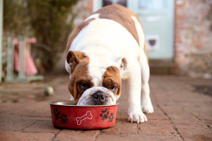 Pick the Best Senior Dog Food for Your Loyal Friend