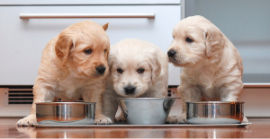 Best Dog Food for Puppies