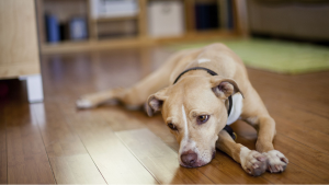 How to Cure Dog Depression - Things That Work?