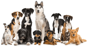 Summing It Up — Does a Dog Size Matter?