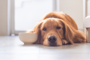 Dog Depression Causes - What Pushed Your Dog to The Edge?