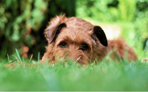 Should You Let A Dog Eat Grass?