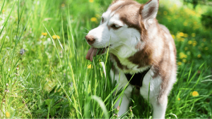 Why Do Dogs Eat Grass - It’s Not Always about Food Preferences